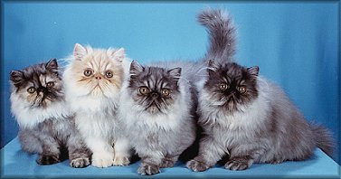 Smoke kittens - litter mates - from JFK Hyecats, USA