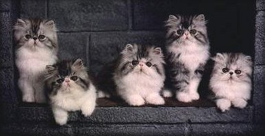 Silver Spotted & White Persian kittens at 12 weeks of age