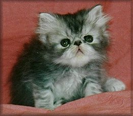 Persian male kitten at 6 weeks of age