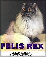 CH Gata Felis REx