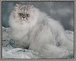 EP Suzycat Chubby's Blue Enigma