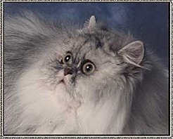 EP Suzycat Chubby's Blue Enigma