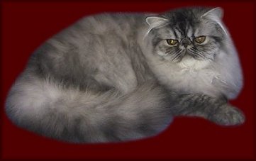 Siriuksen Merlin