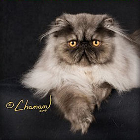 Tinafeld Laycee of Jaquoi