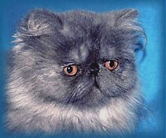 Persian male kitten from Exotic Fantasy