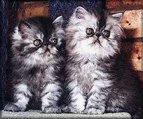 Lapchums Black Ice and Lapchums Just Smokin'