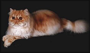 Arrow Lakes Bowman of Warkatz