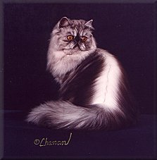 CH Nightflash's Angeldust
