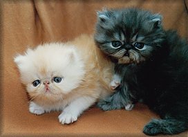 Fairy-tale's Number One, Red Smoke male & Fairy-tale's New Age, Black Smoke female