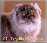 EC Tequilla Fare Niente