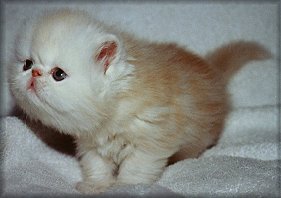 Bjönnåsen's FrontPage 4 weeks old