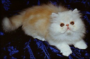 Bjönnåsen's FrontPage 9 weeks old