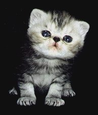 Exotic kitten at 3 weeks of age