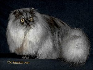 GC Hovestadt's Night in White Satin