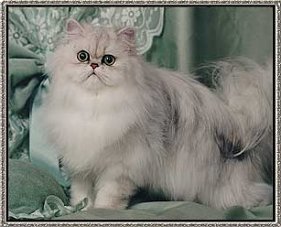 GIC Suzycat Enigma's Innocence