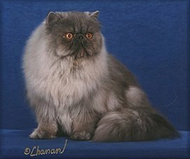 GC Joleigh's Itasca of Thunderheart