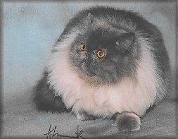 FIFe IC Planika Kerubin at Cat's Lover