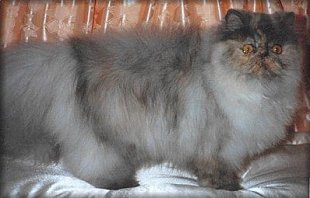 Sequoyahs Sioux Squaw Minou