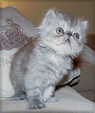 Black Smoke kitten