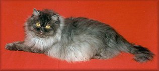 Chanel No. 1 v. Bel Caprice, Chocolate Smoke female