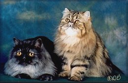 GC Tufftons Shaboom of Abundanza & GC Tufftons Miss Priss of Abundanza