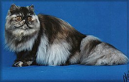 CH Diehl's Puff ' O Smoke