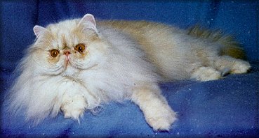 A Catburry´s Here He Comes