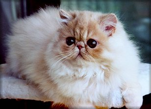 A Catburry´s Rusty