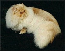 CFA CH LaReina's Sierra of Mye Joys