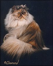 CFA CH Petovia's Tami of Dreamsicles