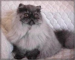 CH Blackice Portia of TTCAZ
